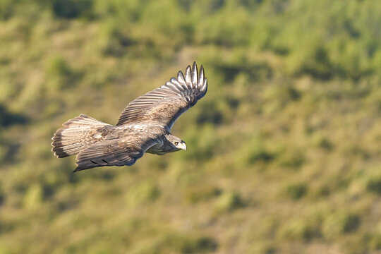 The majestic Bonelli&acute;s eagle in flight in Spain