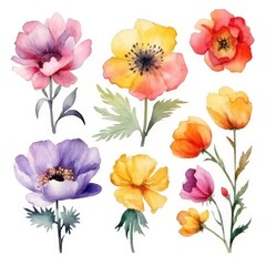 Watercolor flowers. Set Watercolor of multicolored colorful soft flowers. Flowers are isolated on a white background. Flowers pastel colors.