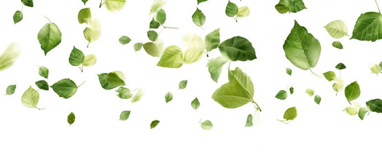 Fototapeta na wymiar Digital Drawing and Painting of Delicate green leaves elegantly scattered among a pristine white background, evoking a sense of serenity and natural beauty. generative AI.