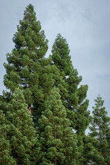Beautiful Redwood trees