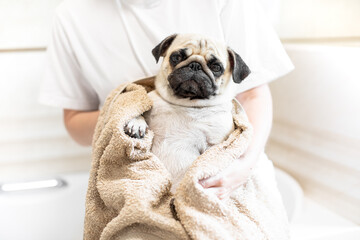 The dog was bathed in the bathroom. The pug is dried with a towel. Pet care. Pet shower. Cute pug.
