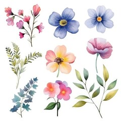 Watercolor flowers. Set Watercolor of multicolored colorful soft flowers. Flowers are isolated on a white background. Flowers pastel colors. 