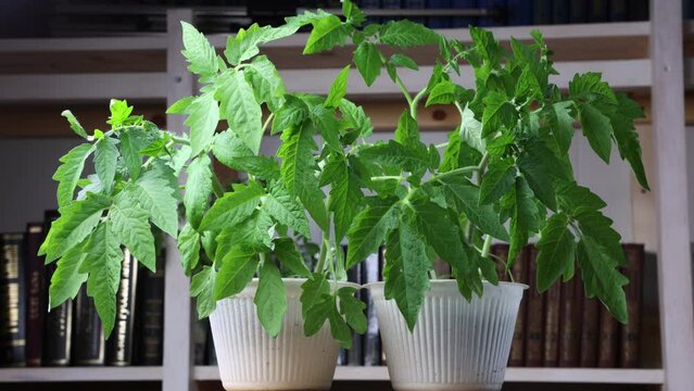  Drooping tomato seedlings are reborn after watering, withered leaves straighten.