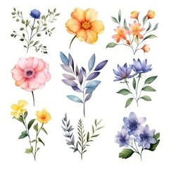 Fototapeta na wymiar Watercolor flowers. Set Watercolor of multicolored colorful soft flowers. Flowers are isolated on a white background. Flowers pastel colors