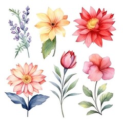 Watercolor flowers. Set Watercolor of multicolored colorful soft flowers. Flowers are isolated on a white background. Flowers pastel colors