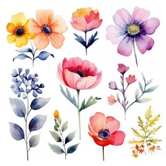 Watercolor flowers. Set Watercolor of multicolored colorful soft flowers. Flowers are isolated on a white background. Flowers pastel colors