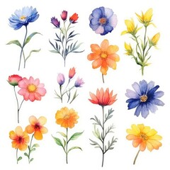 Watercolor flowers. Set Watercolor of multicolored colorful soft flowers. Flowers are isolated on a white background. Flowers pastel colors.
