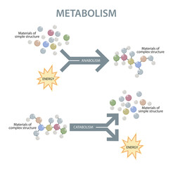 Metabolism of human organism illustration - obrazy, fototapety, plakaty