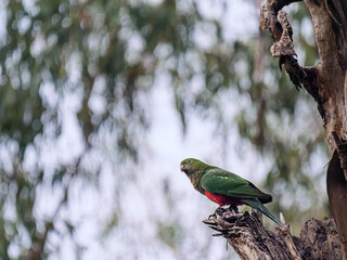 King Parrot Perched High Head Cocked