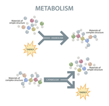 Metabolism Of Human Organism Illustration