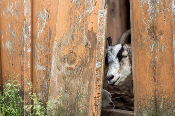 Goat looking through a hole in the fence