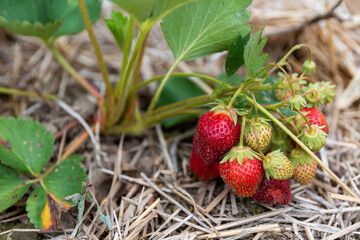Strawberries out on a farm patch