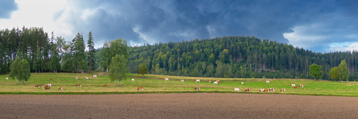 cows grazing in the meadow against the backdrop of the forest