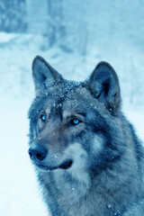 wolf on the background of the winter forest