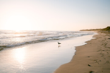Carlsbad beach at sunset with seagull