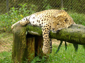 Endangered Animal Himalayan Leopard Perched In Zoo