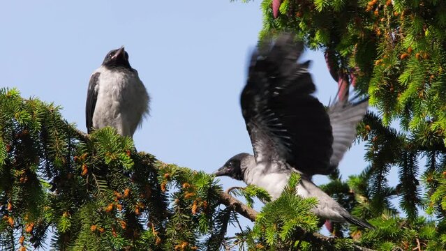 Two crows sitting on a fir tree branch. Young crow chicks clean their feathers