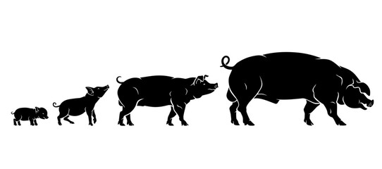 Pig Growing Silhouette Stages, Farm Animals Set