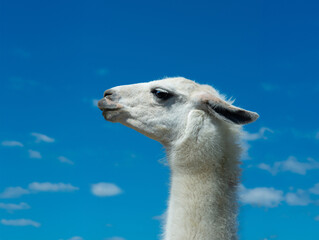 white lama portrait on blue sky © fotomaster