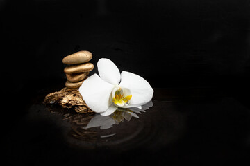 White orchid flower next to golden stones stack on water, on dark background with reflections and ripples
