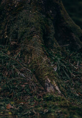 moss on the tree