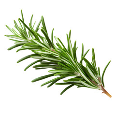 Obraz premium twig of rosemary isolated