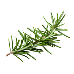 twig of rosemary isolated