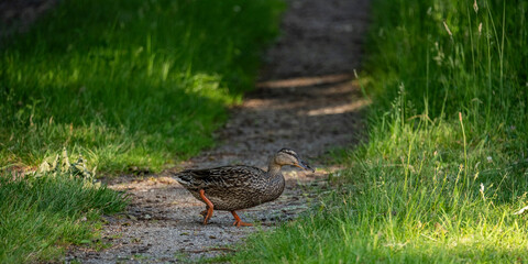 Tiere im Biosphärenreservat Oberlausitzer Heide- und Teichlandschaft 1