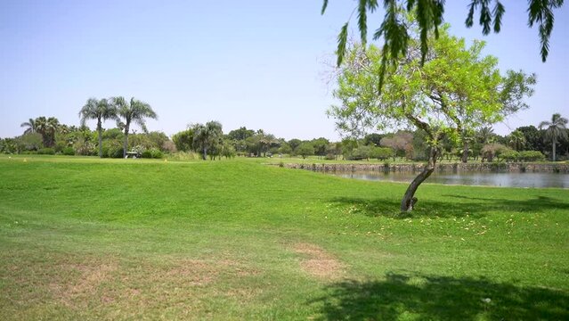 A beautiful golf course with green grass, trees, lake and feather grass on a sunny day.