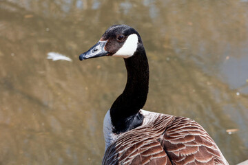 A beautiful isolated wild goose.