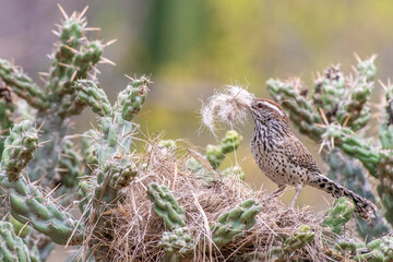 Cactus wren (Campylorhynchus brunneicapillus) nesting and perching on cactus in Baja California Sur, Mexico