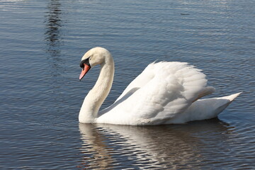 Fototapeta premium A beautiful white swan floats on the lake.