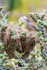 Fototapeta premium Cactus wren (Campylorhynchus brunneicapillus) nesting and perching on cactus in Baja California Sur, Mexico