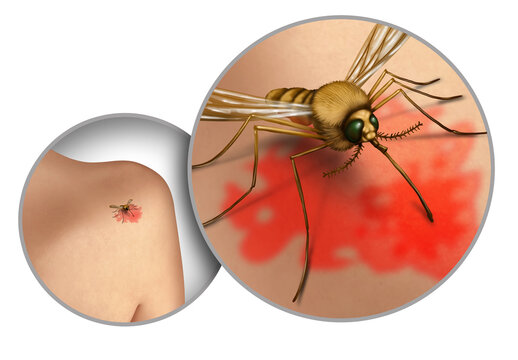 Mosquito Disease Spread and mosquitoes and mosquitos risk in the outdoors transmitting harmful infections as malaria and zika virus as an insect symbol 