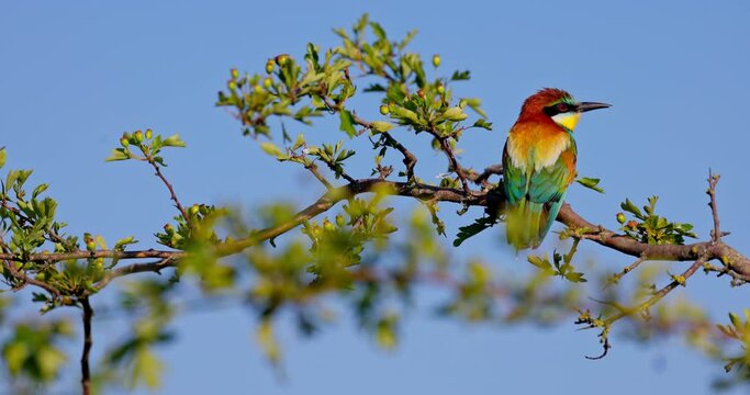 Bee-eater color bird standing on a tree branch 4K video