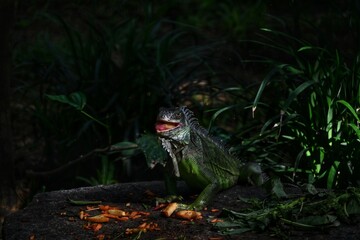 Green Iguana in the Zoo.
Green iguanas are large, typically green lizards, though they can...
