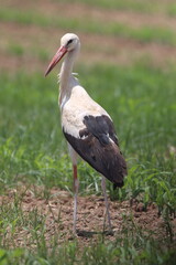 white stork ciconia