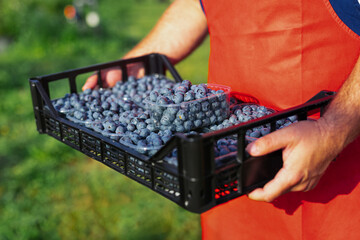 Farmer working and picking blueberries on a organic farm