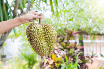 Gardener holding delicious yellow organic durian on blurred background nature farm seasonal fruit Fruits in a tropical jungle, Asia, Thailand, healthy eating concept..