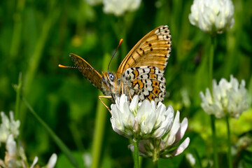 Wegerich-Scheckenfalter// Glanville fritillary  (Melitaea cinxia) - Pinios Delta, Greece