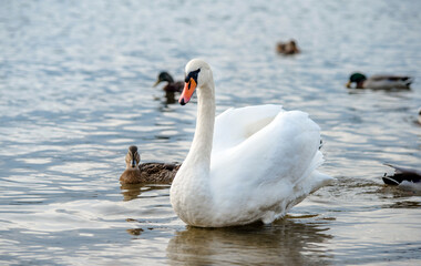 Swans swim in the lake
