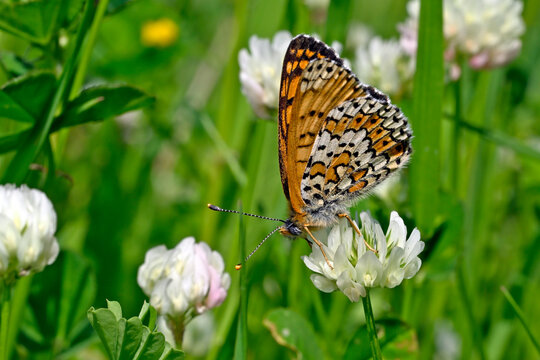 Glanville fritillary // Wegerich-Scheckenfalter (Melitaea cinxia)
