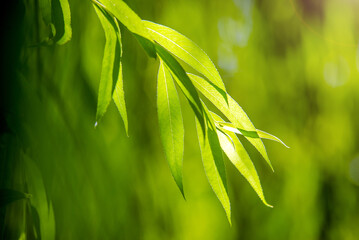 Natural green background from leaves of a willow
