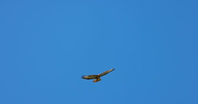 Common kestrel predator bird in natural habitat flying in sky 4K video