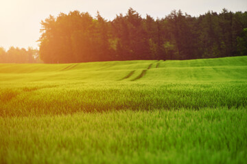 Field of fresh green barley cereals. Agricultural field. Green malting barley in the field.