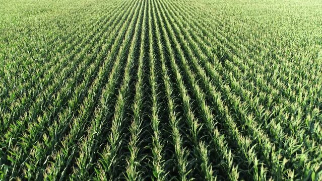 Slow aerial flight straight down the rows of corn on a rural farm in McKinney Texas