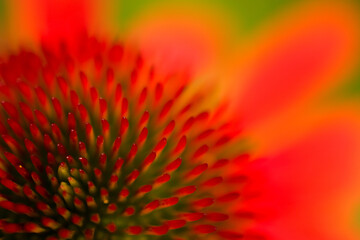 coneflower echinacea close up orange and red centre with pink petals  macro in summer spring perennial garden bright vibrant colors horizontal format room for type floral backdrop background wallpaper