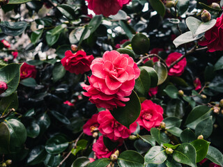 Camellia flowers