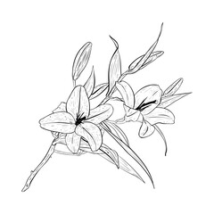 Vector illustration of big branch of a blooming lily. Black outline of petals, stems, leaves, buds, graphic drawing. For postcards, design, decoration, prints, posters, stickers, souvenirs, tattoos