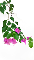 Image of pink bougainvillea flowers with bright green leaves in a bunch of fluttering on a white background clearly separated with all parts for die-cutting for ease of use.
